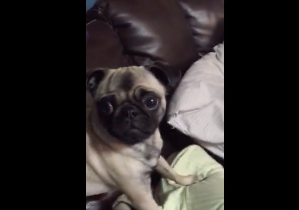 crying pug