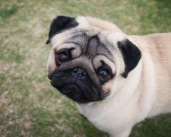 8 Reasons Why Owning a Pug is a VERY Bad Idea
