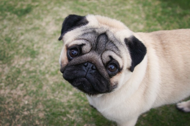 cute Pug