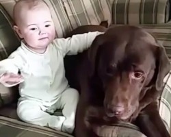 (VIDEO) Sweet Doggie is Spending Time With a Baby. When They Share a Precious Moment Together? Melt-Worthy!