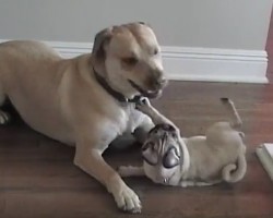 (VIDEO) Two Doggie BFF’s That’ll Make You Want to Call Up Your BFF Right Away