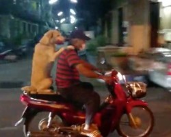 (VIDEO) A Couple Watch a Dog and Dad Go on a Motorcycle Ride… But it’s Not as You Would Expect!