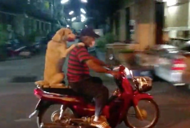 dog bike