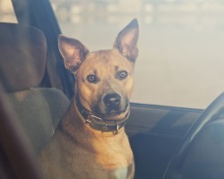 How You Can Legally Help a Dog Who’s Been Left in a Hot Car