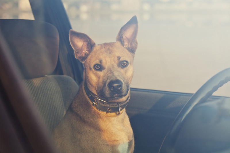 dog in a car