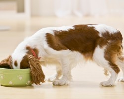 Is Your Doggie in Love With Meal Time? THIS May be Why…