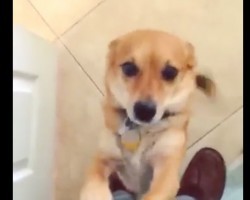 (VIDEO) Happy Dog is SO Excited to Greet Owner Everyday. When You See How? You’ll be Grinning Non-Stop!
