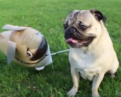 (VIDEO) Doug the Pug is Hanging Out With His Imaginary Friend. Now Watch How Cute They Are Together!