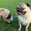 (VIDEO) Doug the Pug is Hanging Out With His Imaginary Friend. Now Watch How Cute They Are Together!