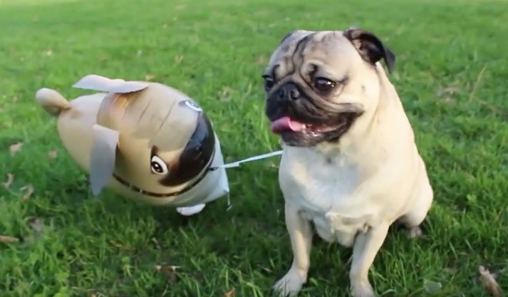 doug and pug