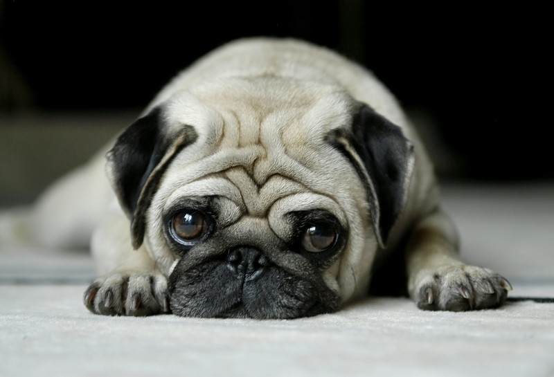 sad pug