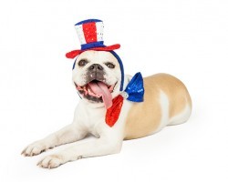 The 4th of July: Fun for Pawsome Parents, Terrifying for Fur Children. Here’s Why: