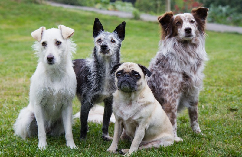 group of dogs