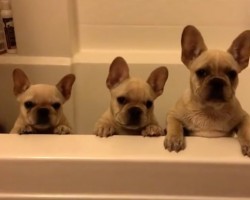 (VIDEO) It’s Time for 3 Frenchies to Get a Bath. Major Cute Factor ALERT!