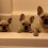 (VIDEO) It’s Time for 3 Frenchies to Get a Bath. Major Cute Factor ALERT!