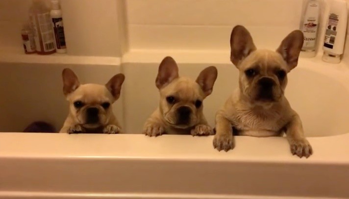 frenchie bath