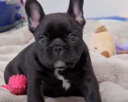 (VIDEO) These French Bulldog Facts Will Shock You, Guaranteed!