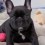 (VIDEO) These French Bulldog Facts Will Shock You, Guaranteed!