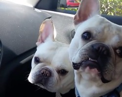 (VIDEO) When the Owner Says This Magical Phrase, These Frenchies Have the Cutest Freak Out Moment! AWW!