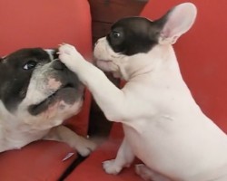 (VIDEO) Frenchie Dad and Baby Get Into a Heated Argument. Now Watch How Dad Puts the Little One in His Place!