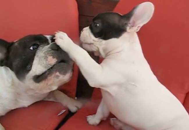 frenchie love