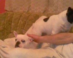 (VIDEO) Demanding Frenchie is FED UP When His Owner Isn’t Petting Him. Now Watch Him Take Matters Into His Own Paws…