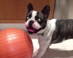 (VIDEO) Frenchie is Just a Tad Obsessed With His Ball. What He Does While Playing With It? SO Funny!