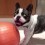 (VIDEO) Frenchie is Just a Tad Obsessed With His Ball. What He Does While Playing With It? SO Funny!