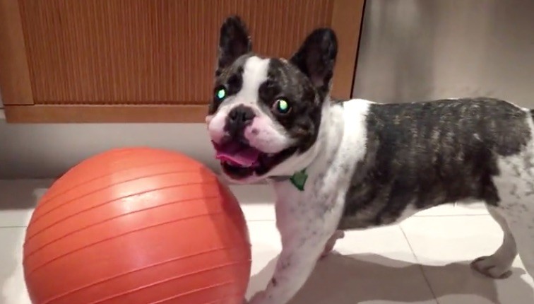 funny frenchie with orange ball