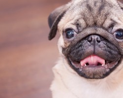 12 Signs That’ll Confirm Just How Pug Crazy You Are…