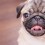 12 Signs That’ll Confirm Just How Pug Crazy You Are…