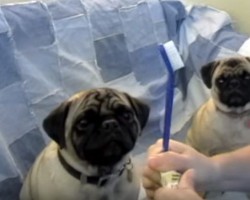 (VIDEO) How to Correctly Brush Your Pug’s Teeth