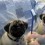(VIDEO) How to Correctly Brush Your Pug’s Teeth