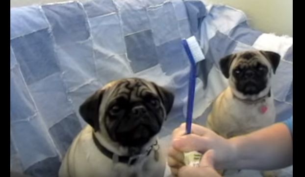 how to brush your pug's teeth
