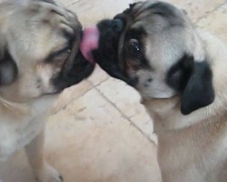 (VIDEO) Too Cute for Words Pugs Are Having a Kissing War. Now Watch This Adorable Act of Affection!