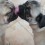 (VIDEO) Too Cute for Words Pugs Are Having a Kissing War. Now Watch This Adorable Act of Affection!
