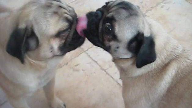 kissing pugs