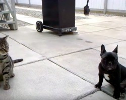 (VIDEO) Frenchie and Cat are Playing, But Wait Until THIS Happens…