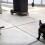 (VIDEO) Frenchie and Cat are Playing, But Wait Until THIS Happens…