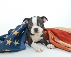 (VIDEO) Keeping Your Pooch Safe and Happy During the Summer