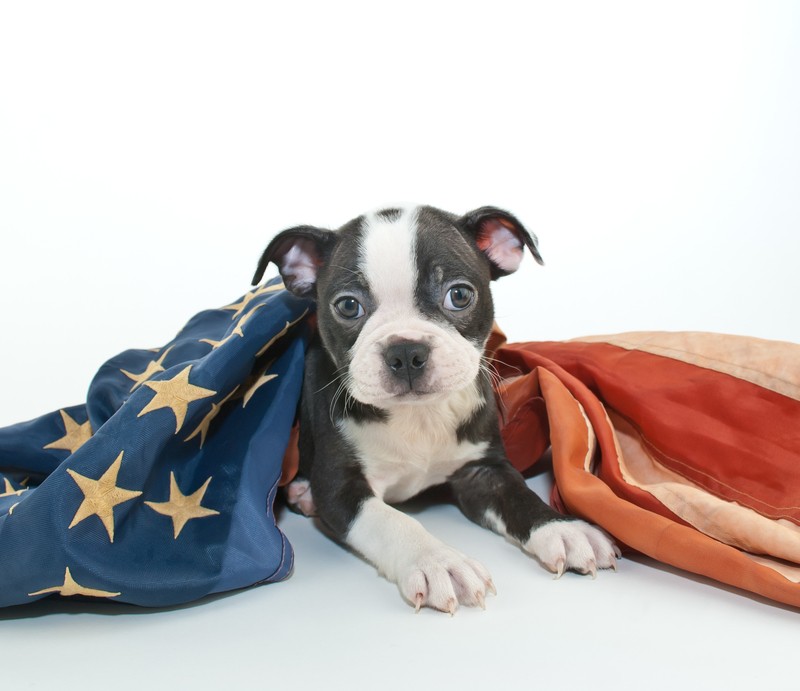 patriotic puppy