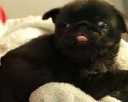 (VIDEO) You Will Sigh and Then Sigh Some More When You See a Pug Baby’s ADORABLE Response to a Hair Dryer…