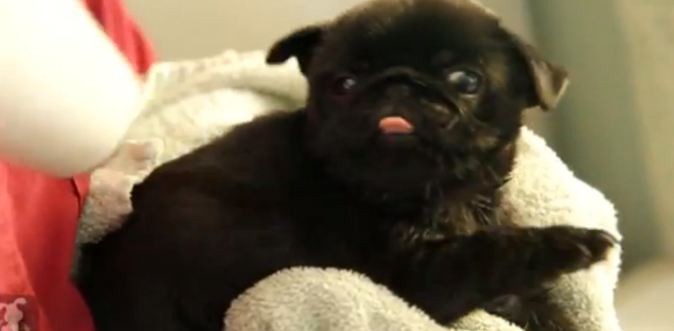 pug and hairdryer