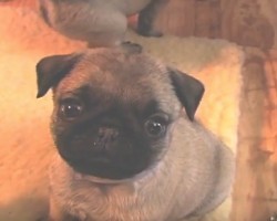 (VIDEO) A Couple Comes to Pick Up Their Pug Puppy. Now Enjoy This Adorable Pug Extravaganza!