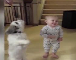 (VIDEO) This Doggie is Twirling for Treats. When a Toddler Wants Some Attention Too? These Two Are Adorable!