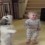 (VIDEO) This Doggie is Twirling for Treats. When a Toddler Wants Some Attention Too? These Two Are Adorable!