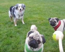 (VIDEO) Two Pugs Face Off an Australian Shepherd to Get the Ball. I Still Can’t Believe What Happens Next! WOW!