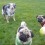 (VIDEO) Two Pugs Face Off an Australian Shepherd to Get the Ball. I Still Can’t Believe What Happens Next! WOW!