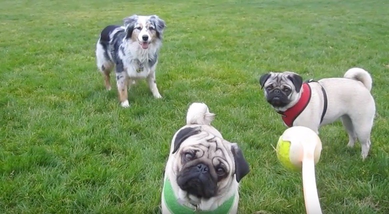 pug ball time