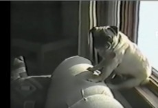 (VIDEO) This Puggy Just Wants to Chill Behind the Sofa. Now Watch What Happens to the Poor Little Guy…